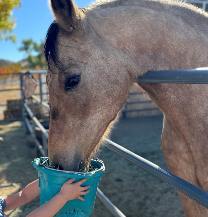 Volunteering at 3 Hearts Farm Animal Rescue in Hesperia, California.