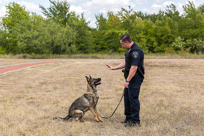 In a demonstration of her obedience training, Valet listens to instruction from Officer Allen to stay in positon. In a demonstration of her obedience training, Valet listens to instruction from Officer Allen to stay in positon.