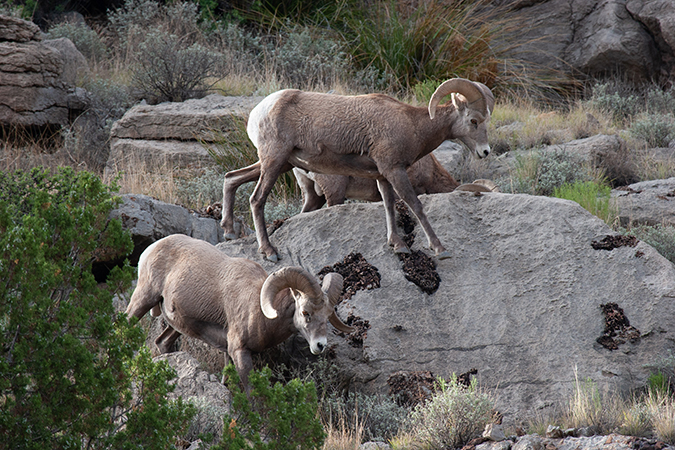 Bighorn sheep in Abo Canyon, New Mexico